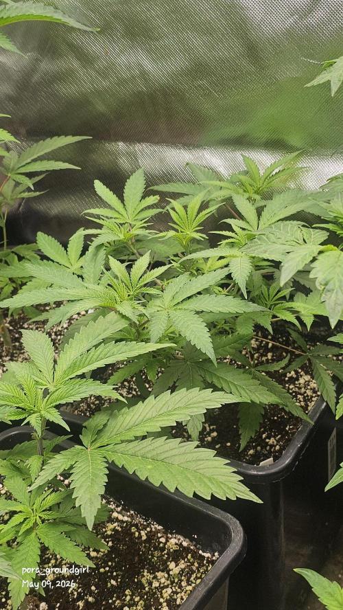White Rhino (Green House Seeds). Week 6