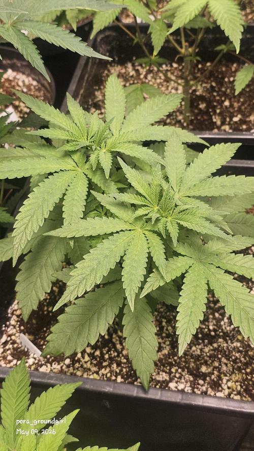White Rhino (Green House Seeds). Week 6
