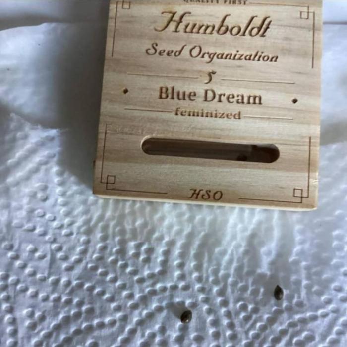 BlueDream - Humboldt. Week 0