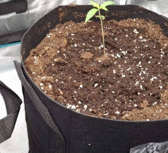 BlueDream - Humboldt. Week 2
