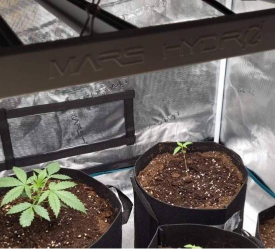 BlueDream - Humboldt. Week 2