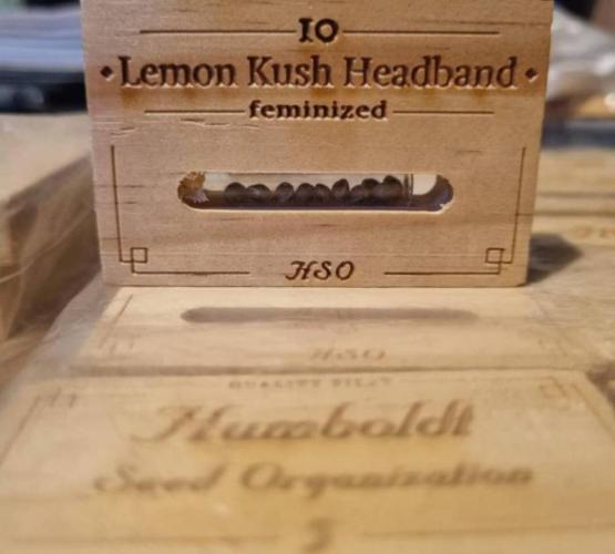 LemonKushHeadbandt. Week 0