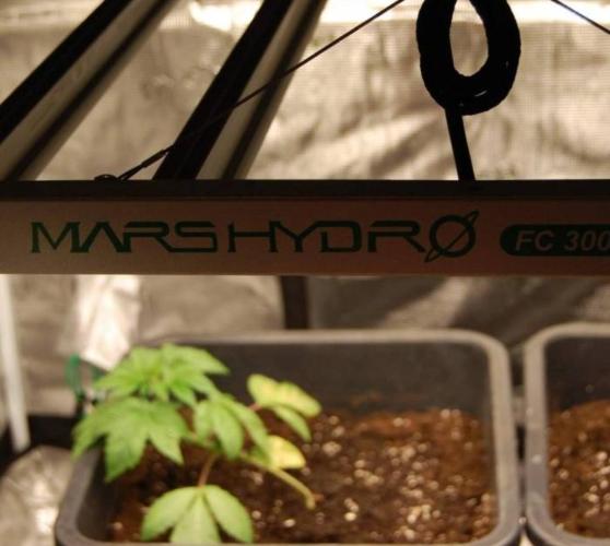 LemonKushHeadbandt. Week 1