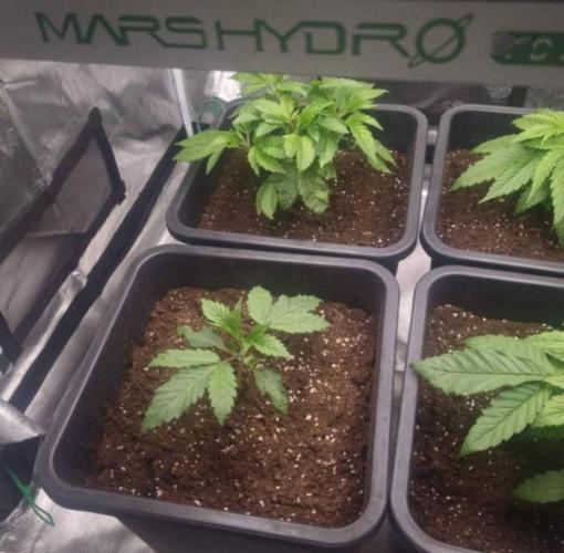 BlueberryHeadbandt - Humboldt. Week 3
