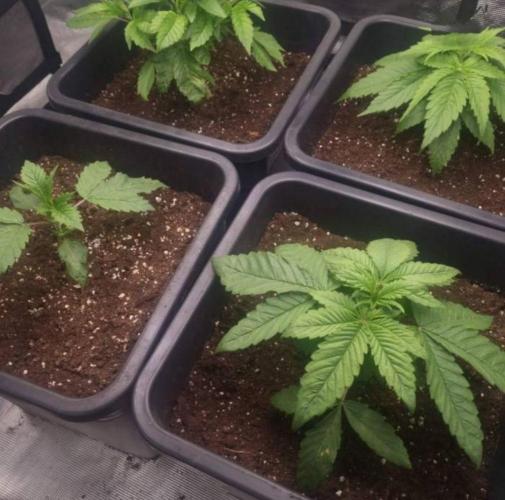 BlueberryHeadbandt - Humboldt. Week 3