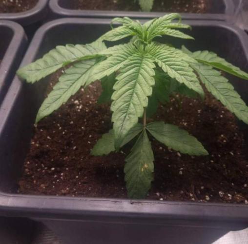 BlueberryHeadbandt - Humboldt. Week 3