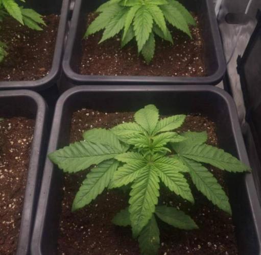 BlueberryHeadbandt - Humboldt. Week 3