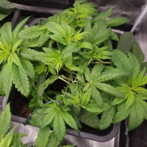 BlueberryHeadbandt - Humboldt. Week 4