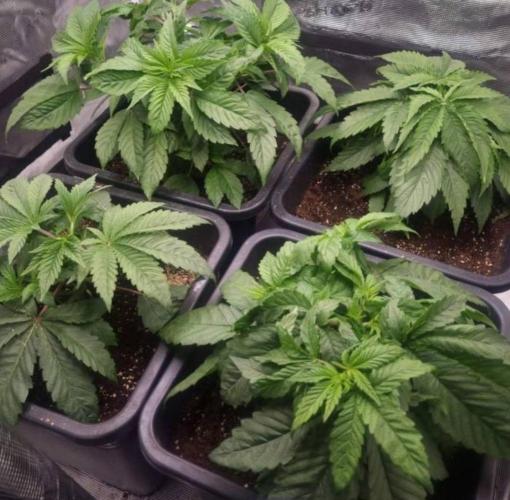 BlueberryHeadbandt - Humboldt. Week 4
