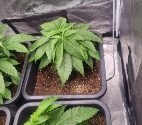 Blueberry Headband. Week 4