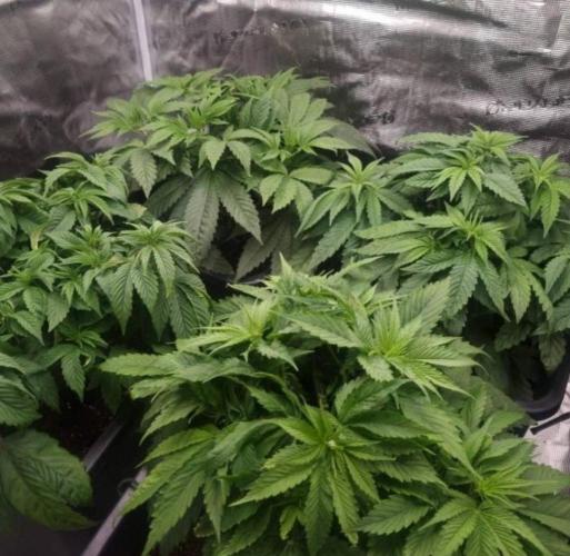 BlueberryHeadbandt - Humboldt. Week 5