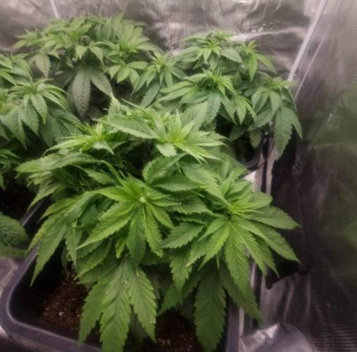 BlueberryHeadbandt - Humboldt. Week 5