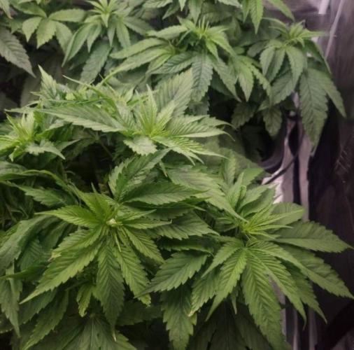 BlueberryHeadbandt - Humboldt. Week 5