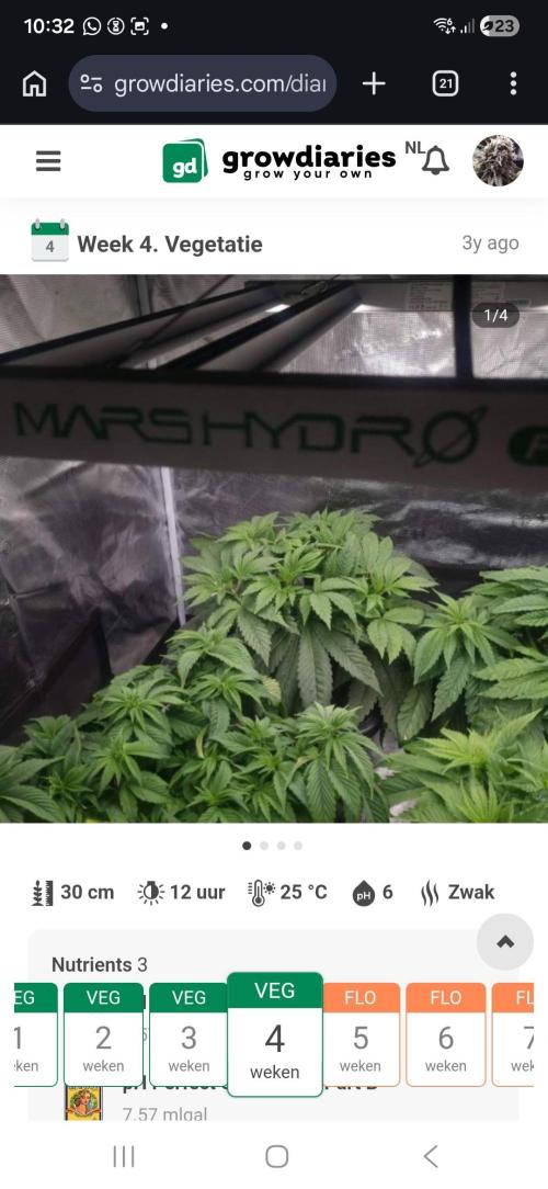 Blueberry Headband. Week 5
