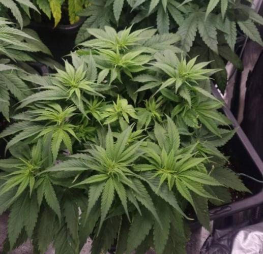 BlueberryHeadbandt - Humboldt. Week 6