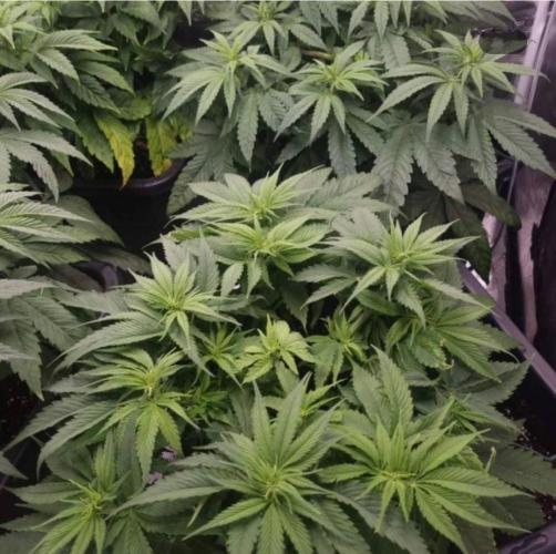 BlueberryHeadbandt - Humboldt. Week 6