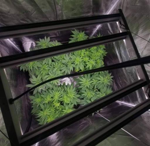 Blueberry Headband. Week 6