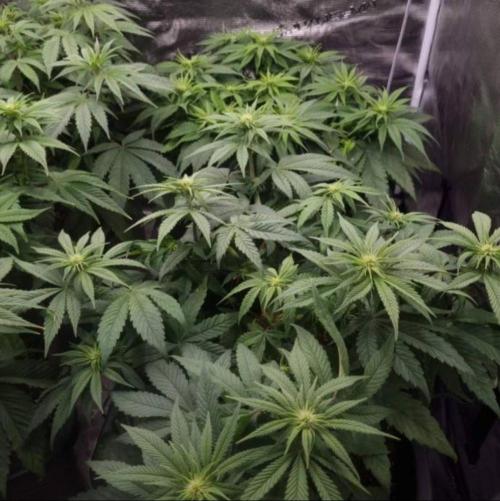BlueberryHeadbandt - Humboldt. Week 7