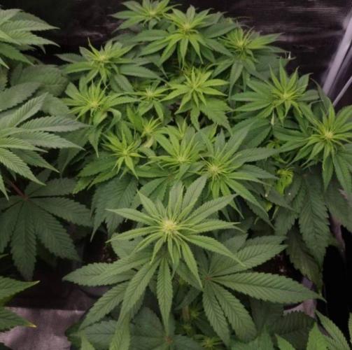 BlueberryHeadbandt - Humboldt. Week 7