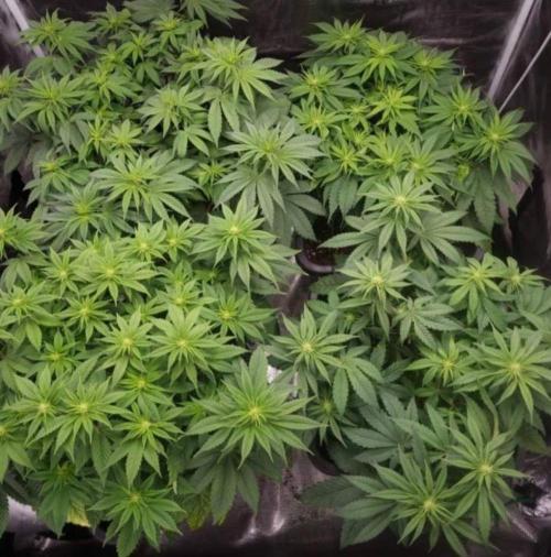 Blueberry Headband. Week 7