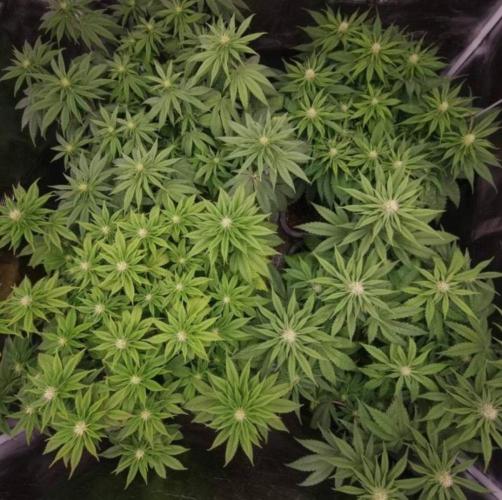 BlueberryHeadbandt - Humboldt. Week 8