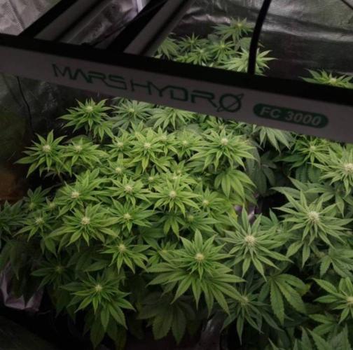 BlueberryHeadbandt - Humboldt. Week 8