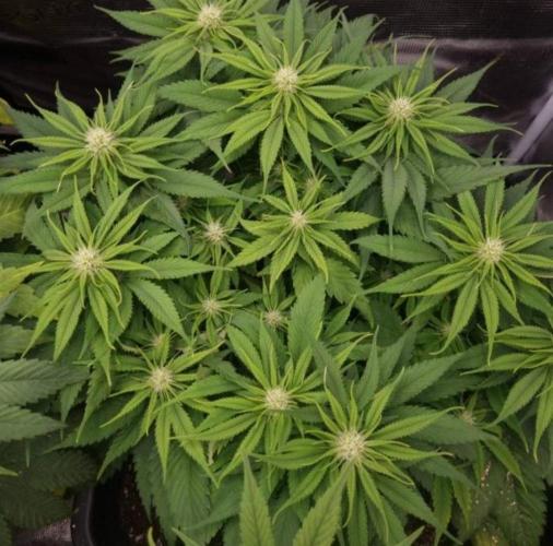 BlueberryHeadbandt - Humboldt. Week 8