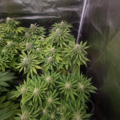 BlueberryHeadbandt - Humboldt. Week 9