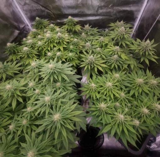 BlueberryHeadbandt - Humboldt. Week 9
