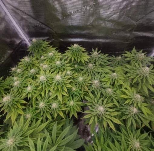 BlueberryHeadbandt - Humboldt. Week 9