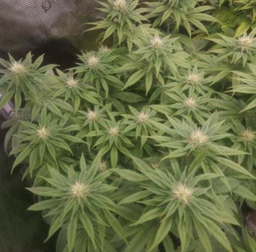 BlueberryHeadbandt - Humboldt. Week 9
