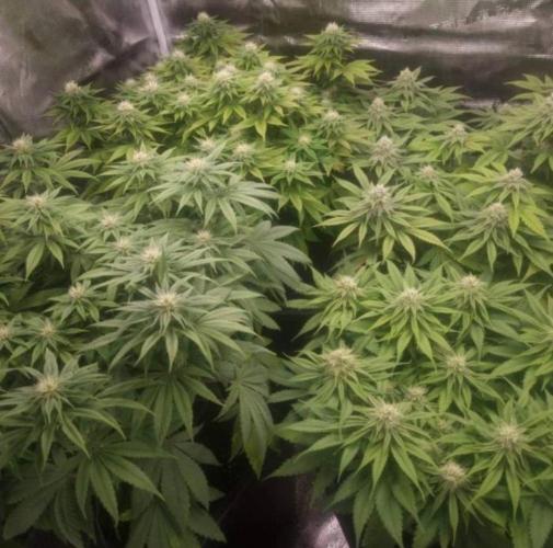 BlueberryHeadbandt - Humboldt. Week 9