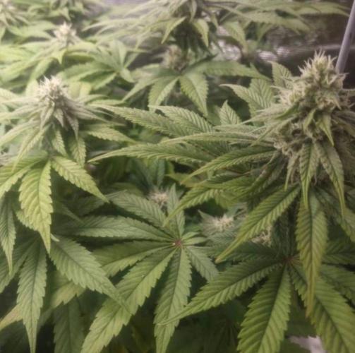 BlueberryHeadbandt - Humboldt. Week 9