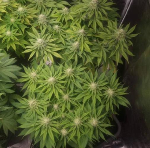BlueberryHeadbandt - Humboldt. Week 9
