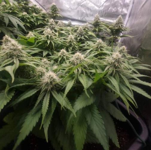 Blueberry Headband. Week 9