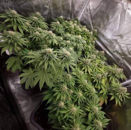 BlueberryHeadbandt - Humboldt. Week 10