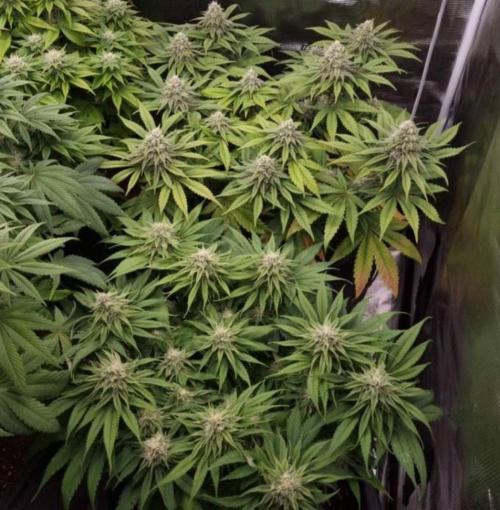 BlueberryHeadbandt - Humboldt. Week 10