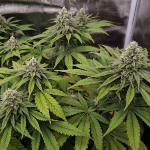 BlueberryHeadbandt - Humboldt. Week 10
