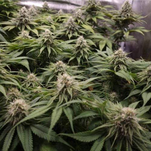 Blueberry Headband. Week 10