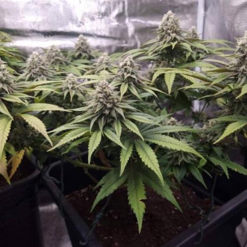 BlueberryHeadbandt - Humboldt. Week 11