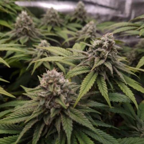 BlueberryHeadbandt - Humboldt. Week 11