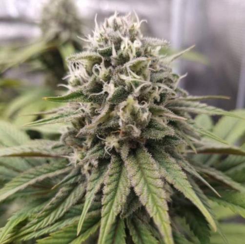 BlueberryHeadbandt - Humboldt. Week 11