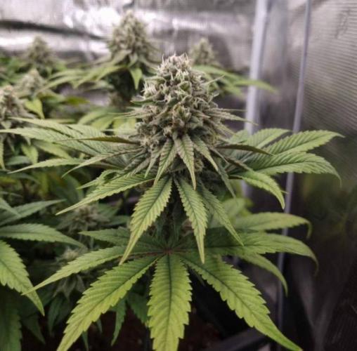 BlueberryHeadbandt - Humboldt. Week 11