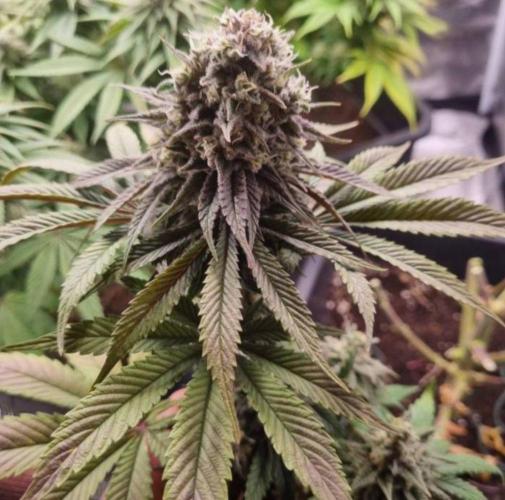 BlueberryHeadbandt - Humboldt. Week 12