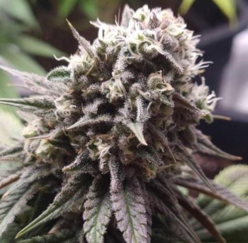 BlueberryHeadbandt - Humboldt. Week 12