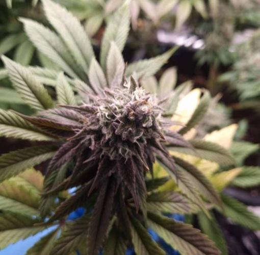 BlueberryHeadbandt - Humboldt. Week 12
