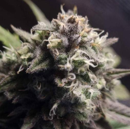 BlueberryHeadbandt - Humboldt. Week 12
