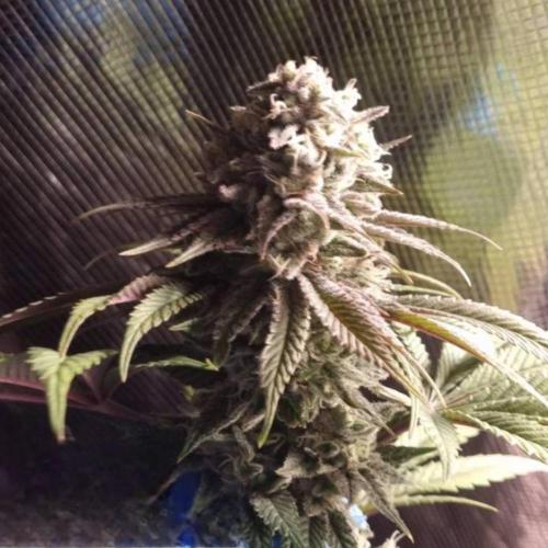BlueberryHeadbandt - Humboldt. Week 12