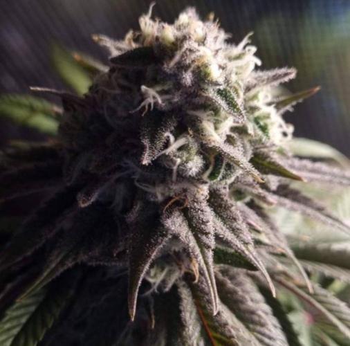 Blueberry Headband. Week 12