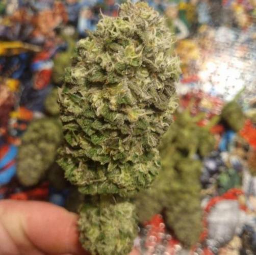 BlueberryHeadbandt - Humboldt. Week 13